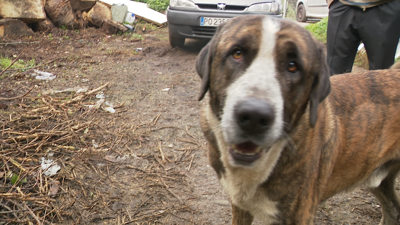 Bobi coida das vacas de Jorge en Lalín