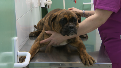 Os expertos piden especial atención a vacinación e a desparasitación das mascotas