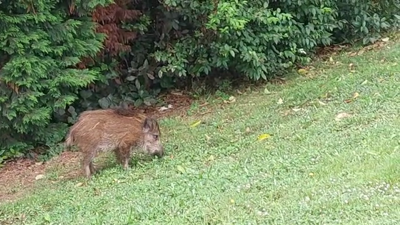 Imaxe do xabaril que estivo de paseo a mañá deste mércores por Culleredo