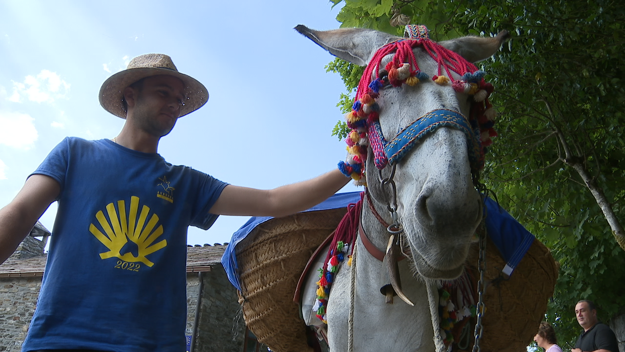 Peregrinación a Santiago con burros