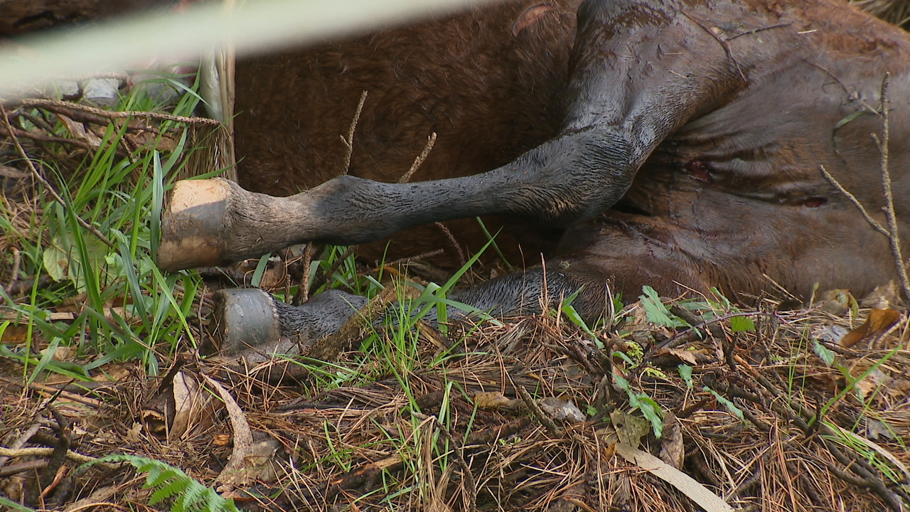 O animal, dunha raza de montura, encontrábase dun prado pechado