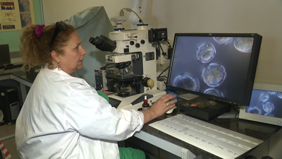 Imaxe das células responsables da toxina paralizante, a PSP