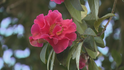Unha das flores da camelia reticulata centenaria do Pazo de Oca