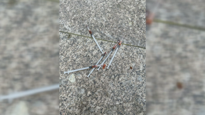 Xiringas usadas no parque da Ponte
