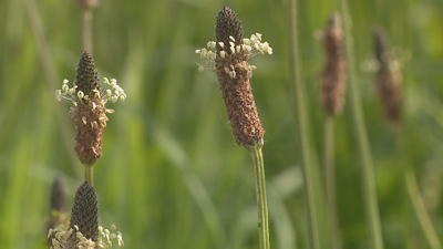 Espigas da chantaxe, un dos poles máis alerxénicos na primavera