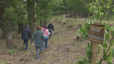Un grupo de veciños paseando polo bosque comestible da Bola