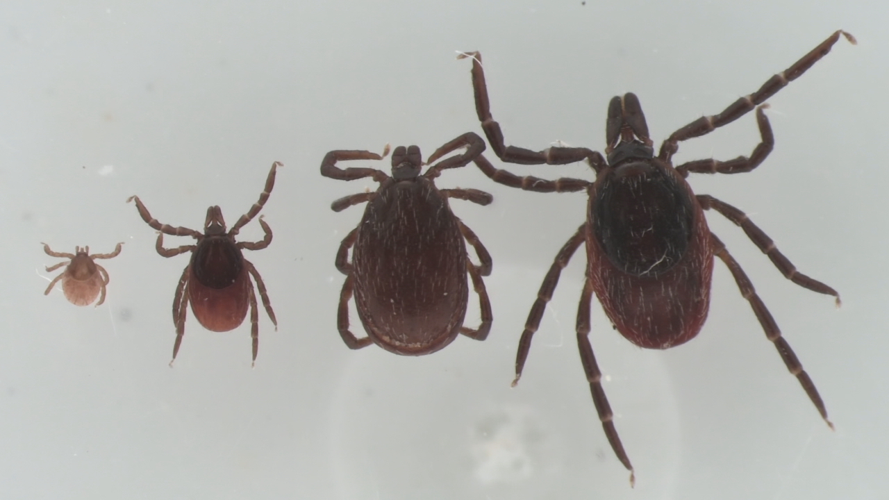 Exemplares de distintos tamaños de carrachas portadoras das bacterias que transmiten a enfermidade de Lyme