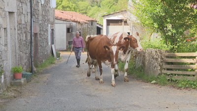 Cándido saca pacer as vacas que sobreviviron ao raio