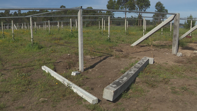 Imaxe deste xoves da plantación obxecto do ataque, situada onda a desembocadura do Umia nas Quintáns, Cambados.