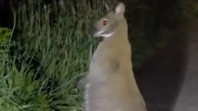 Este marsupial é un ualabí