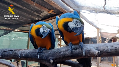 A maioría dos animais inmobilizados na operación Namib son aves exóticas. Foto: Garda Civil