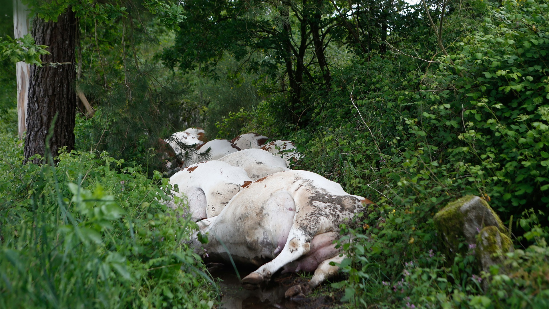 Morren 27 vacas alcanzadas por un raio/Carlos Castro / Europa Press