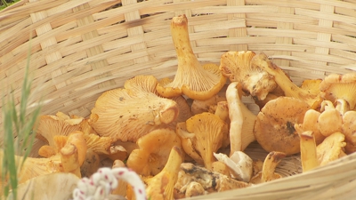 Algunhas especies de cantarelos figuran entre os cogomelos máis valorados para o seu consumo
