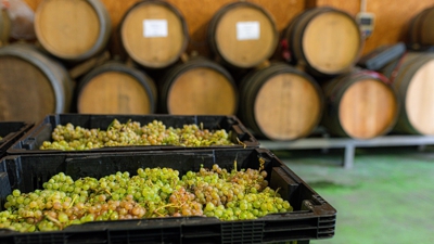 Varias caixas cheas de uvas durante a recepción da uva na adega Forjas del Salnés, nunha imaxe de arqivo (Europapress)