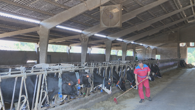 A merma é maior canto máis dura o episodio de calor