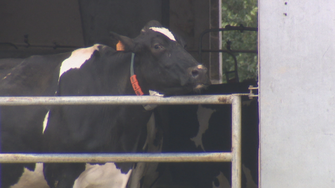 Exemplar de gando vacún da explotación onde se denunciaron os feitos