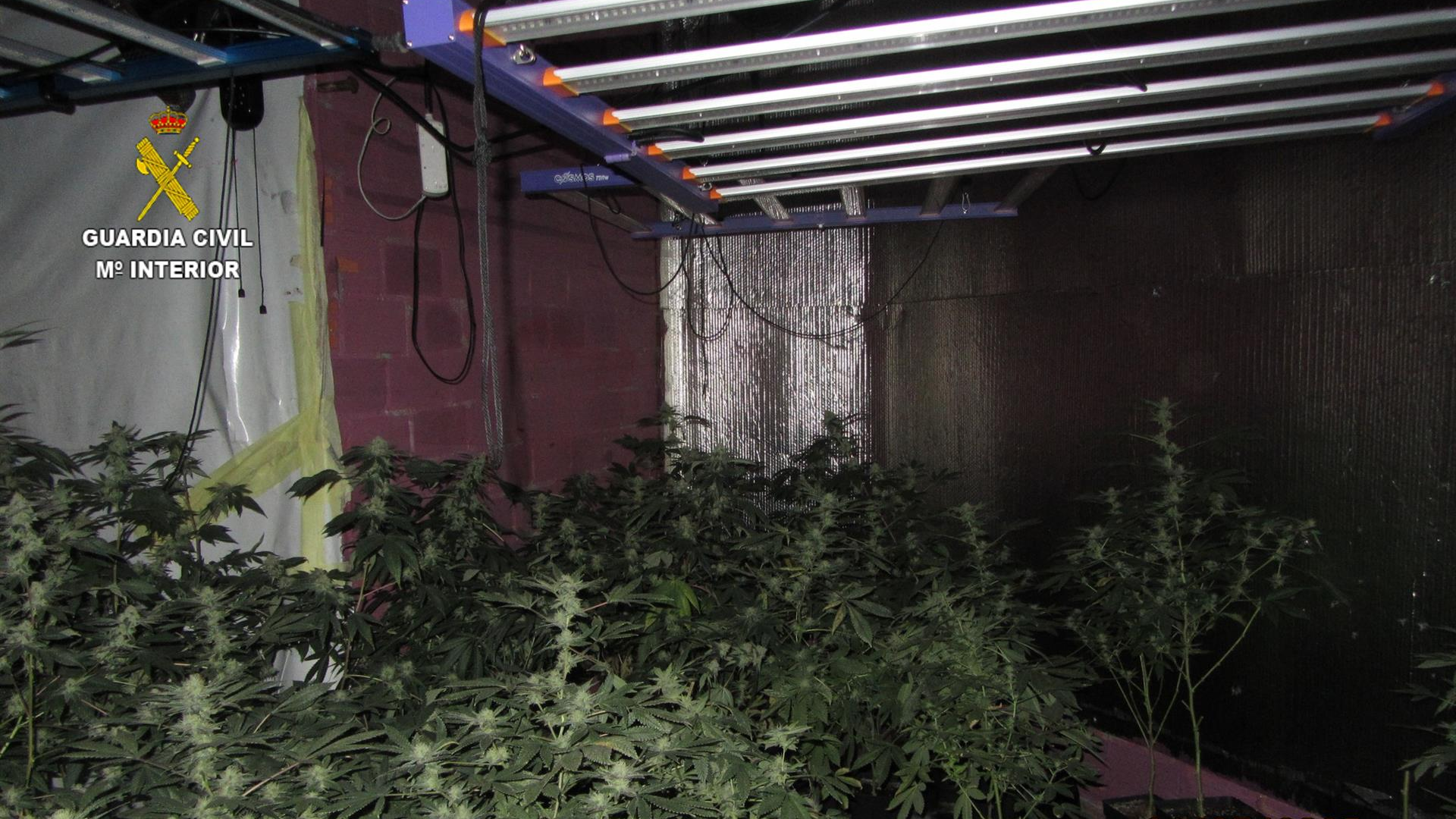 No rexistro incautáronse dun total de 162 plantas