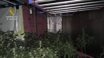 No rexistro incautáronse un total de 162 plantas