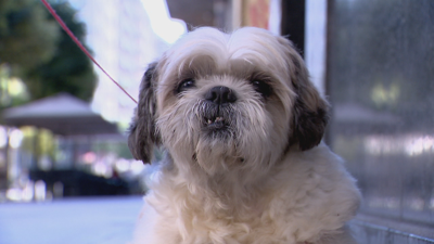 O futuro das mascotas é incerto cando ninguén as quere nas vivendas de alugueiro