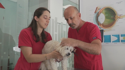 As mascotas e outros animais salvaxes poden ser moi sensibles aos ruídos fortes