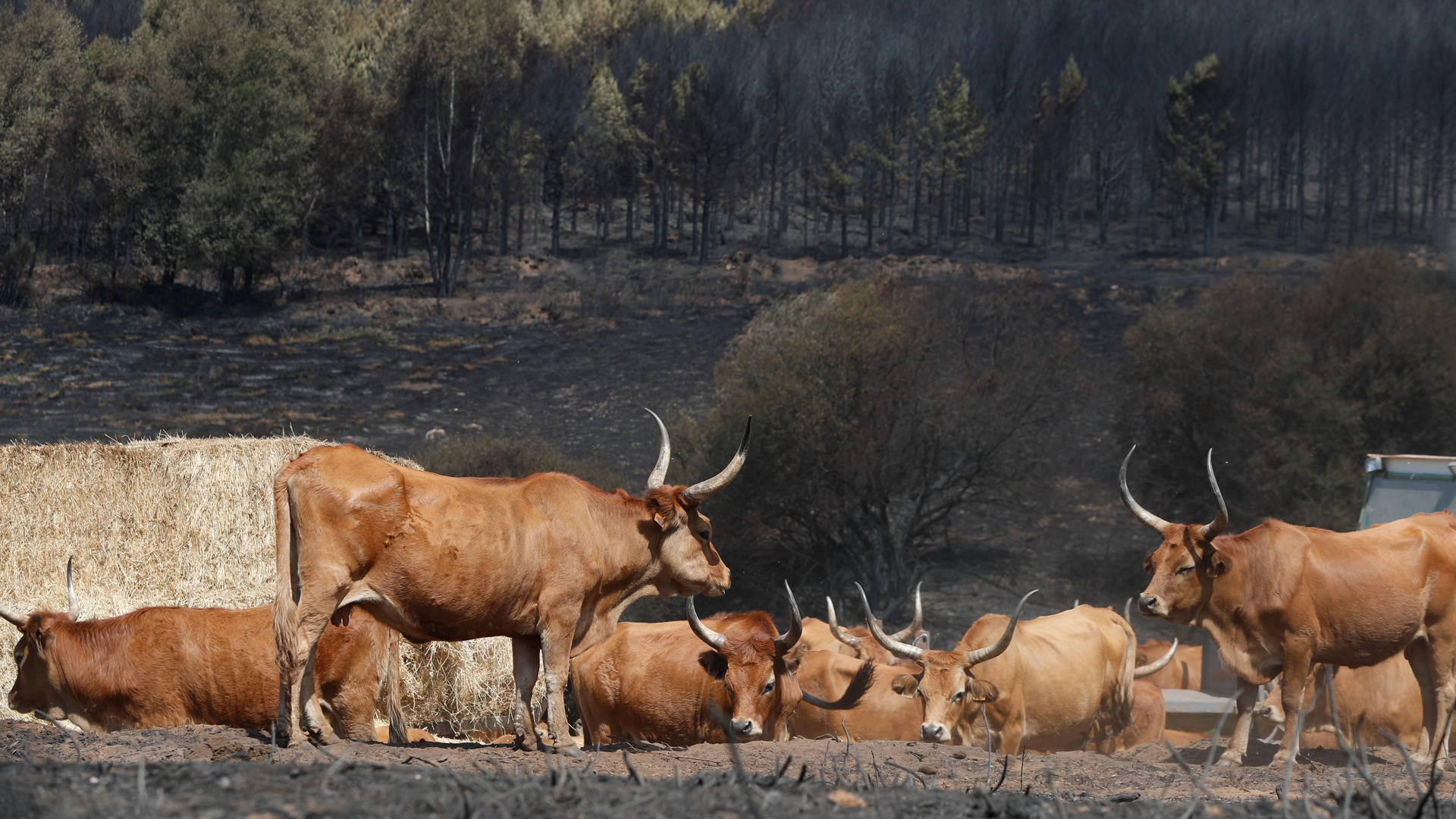 (EFE/Eliseo Trigo)
