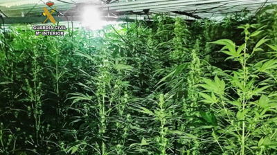 Plantación de Marihuana en Oza-Cesuras. Imaxe facilitada pola Garda Civil