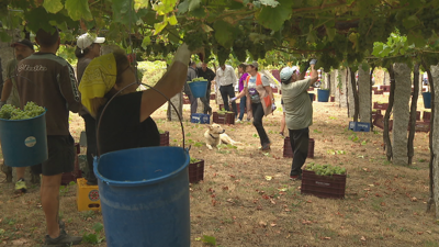 Algunhas adegas levan xa case unha semana collendo uvas