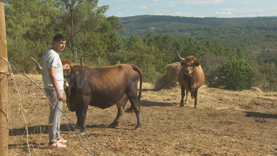 As vacas limpan unha hectárea por día