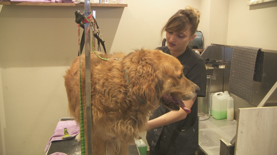Unha peiteadora de cans de Ourense ofrece os seus servizos de balde para coidar as mascotas