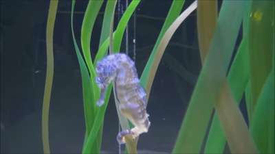 O proxecto HippoDEC é un encargo do Ministerio para a Transición Ecolóxica