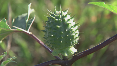 Cápsula con sementes no interior dunha planta de estramonio