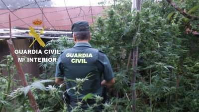 Comisaron un total de nove plantas de marihuana de gran tamaño (Garda Civil)