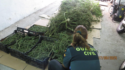 Incautaron 15 planas e 355 talos de marihuana/Garda Civil