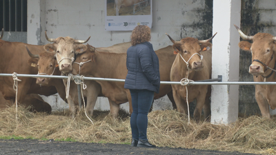 Na Feira de Rubia Galega do País haberá 110 exemplares a concurso
