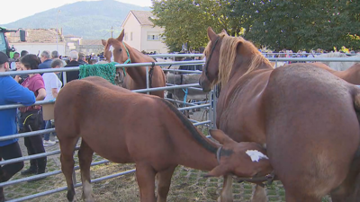 Feira cabalar nas San Lucas de Mondoñedo, este sábado pola mañá