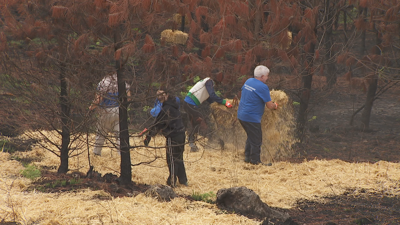 Os voluntarios esparexen herba seca no monte para evitar as escorrentías
