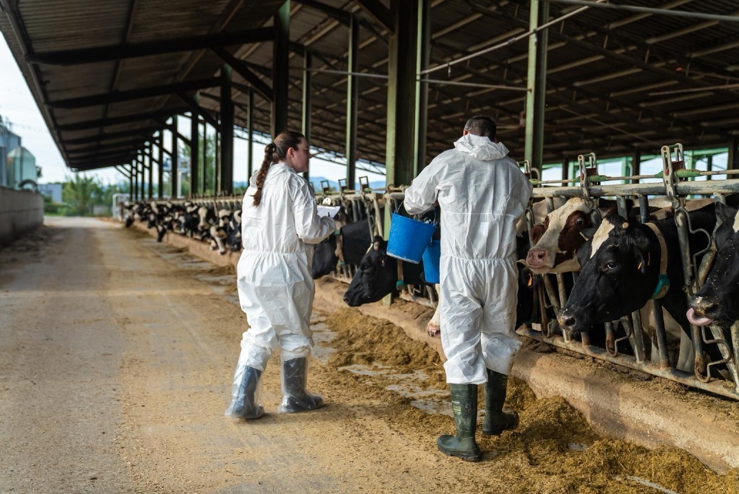 Proceso de vacinación nunha granxa. Europa Press