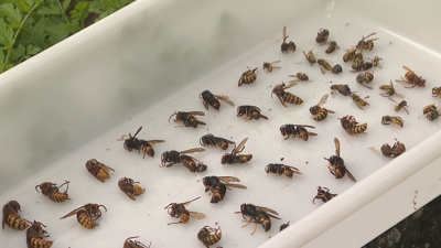 En outono culmina o ciclo de vida das velutinas, cando as raíñas son fecundadas polos abázcaros