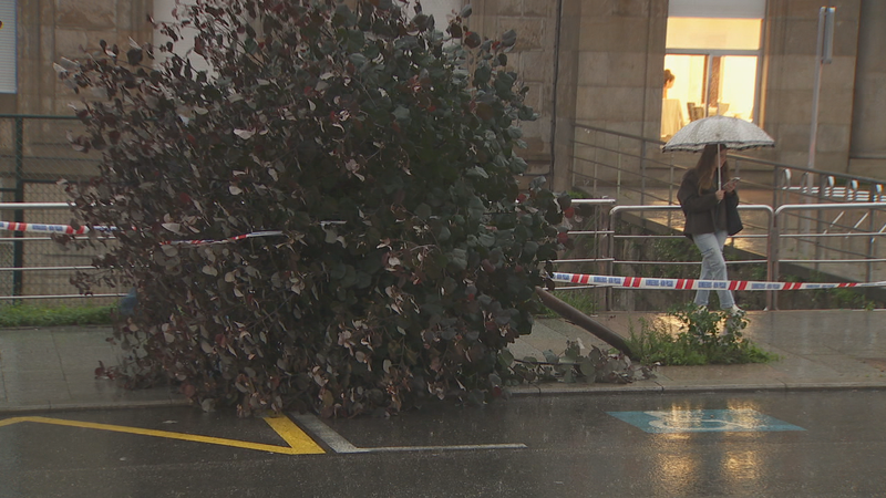 Árbore caída en Vigo (TVG)