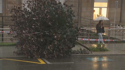 Árbore caída en Vigo (TVG)