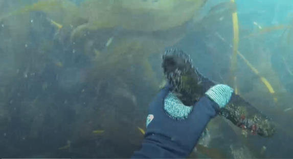 Recollida de pepinos de mar nas rías galegas