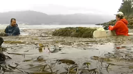 Mariscadores recollendo algas no mar
