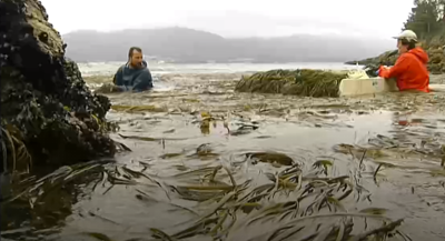 Mariscadores recollendo algas no mar