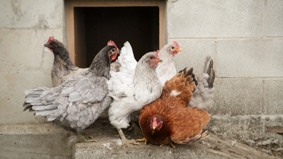 Explotación avícola na Mariña. EUROPA PRESS/Carlos Castro