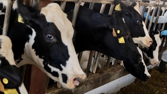 Explotación gandeira de vacas (EUROPA PRESS)