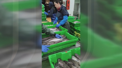 Estibadoras en pleno labor tras unha descarga de pescada