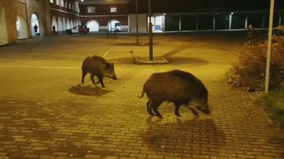 O xabarís colonizan as cidades onde atopan alimento e carecen de ameazas