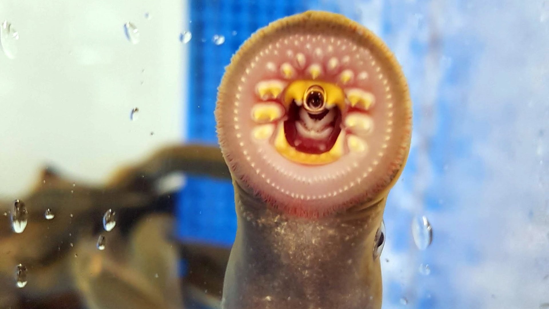 Fotografía dunha lamprea (Arquivo EuropaPress)