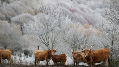 Vacas durante a nevarada deste xoves en Pedrafita (Carlos Castro-Europa Press)