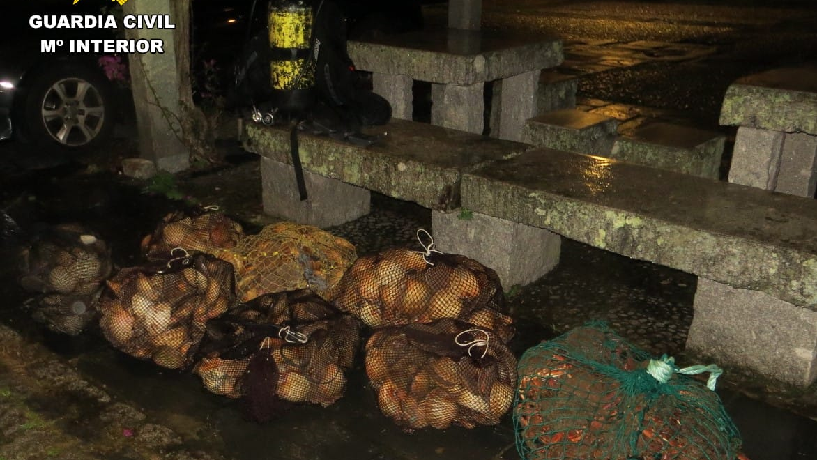 Marisco incautado pola Garda Civil en Mugardos. Foto: Garda Civil